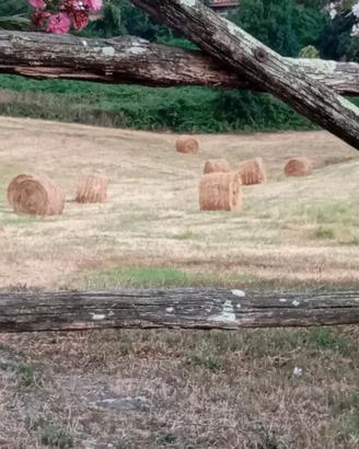 vendi fieno prato naturale in  rotoballe