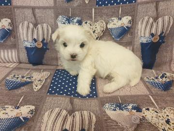 Cucciolo maltese