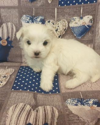 Cucciolo maltese