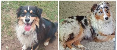 Cuccioli pastore australiano