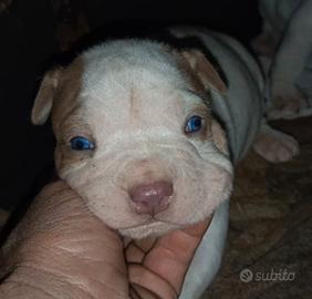 Cane cuccioli pitbull