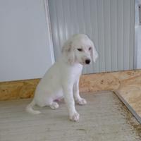 Disponibili cuccioli di setter