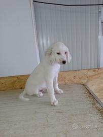 Disponibili cuccioli di setter