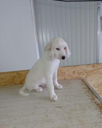 Disponibili cuccioli di setter