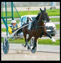 Cavallo trottatore