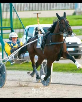 Cavallo trottatore