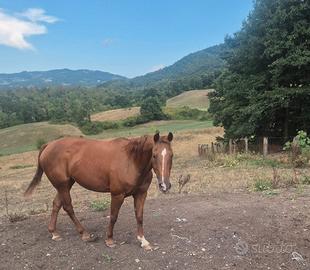 Fattrice quarter horse