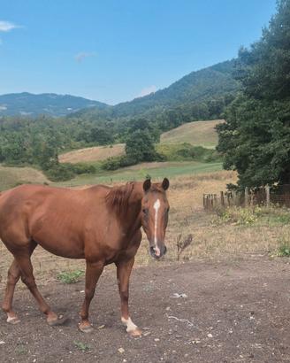 Fattrice quarter horse