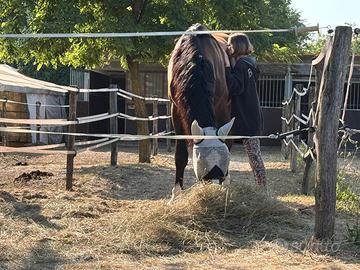 Mezza fida CAVALLO GIOVANE