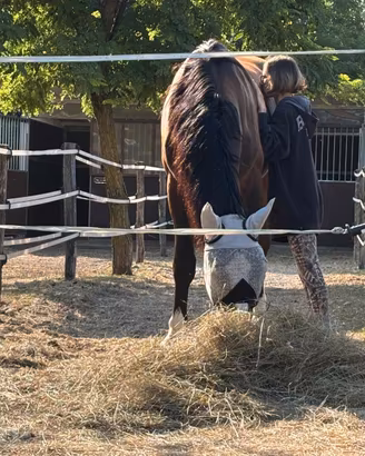 Mezza fida CAVALLO GIOVANE