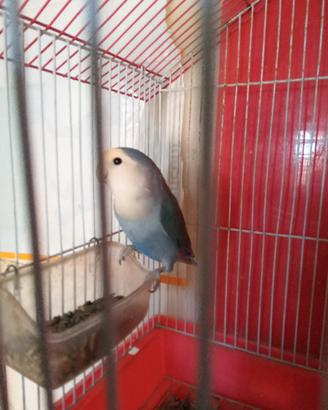 Pappagalli inseparabili
