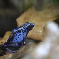 Dentrobates / Rane freccia