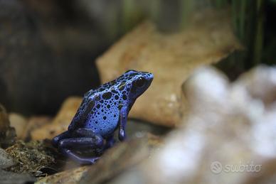 Dentrobates / Rane freccia