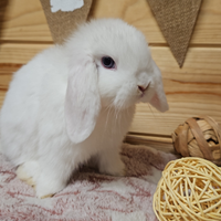 Coniglietto nano ariete nani e minilop