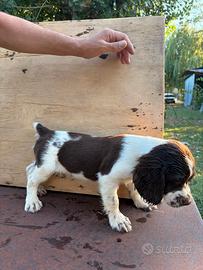 Spinger Spaniel Inglese