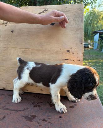 Spinger Spaniel Inglese