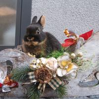 Coniglietti nani di razza pura focata nera