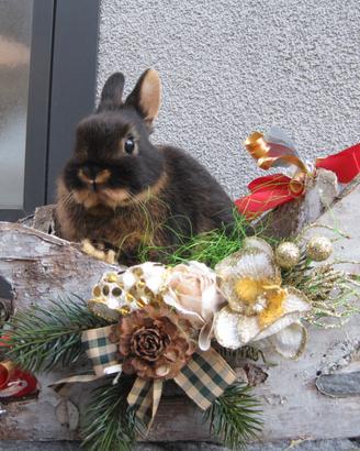 Coniglietti nani di razza pura focata nera