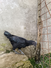 Galli cemani