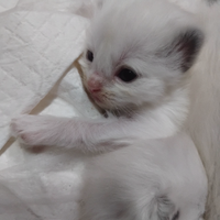 Cuccioli di ragdoll