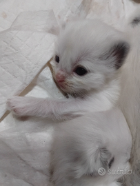 Cuccioli di ragdoll