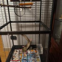 Petauro dello zucchero