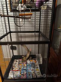 Petauro dello zucchero