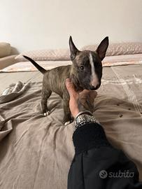 Bull terrier miniature microbully