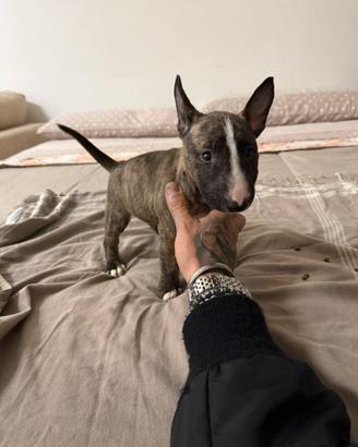 Bull terrier miniature microbully