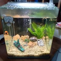 Acquario amtra 60 litri 