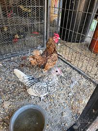 coppia legbar anatra muta anatroccoli di bali 