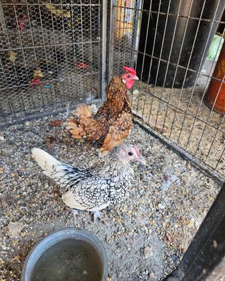 coppia legbar anatra muta anatroccoli di bali 