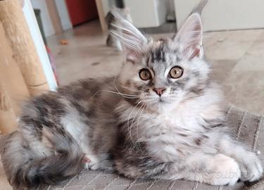 MAINE COON Gattina