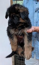 Cuccioli di pastore tedesco con pedigree