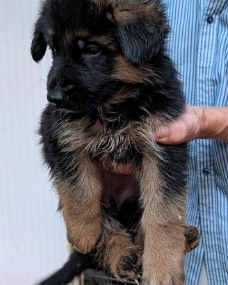 Cuccioli di pastore tedesco con pedigree