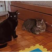 Adozione del cuore - due gatti "Meo"