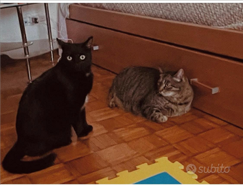 Adozione del cuore - due gatti "Meo"