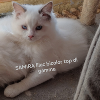 Cuccioli Ragdoll