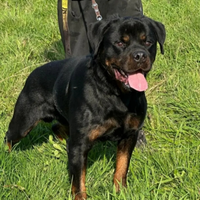 Rottweiler cuccioli