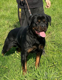 Rottweiler cuccioli