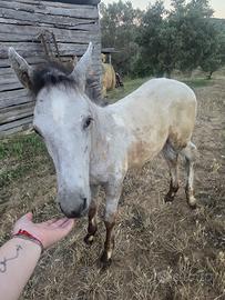 Cavallo appaloso