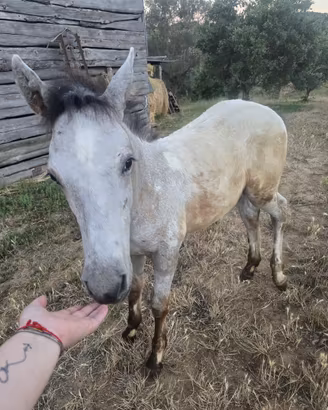 Cavallo appaloso