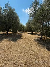 Terreno agricolo di 1200 mq con casetta