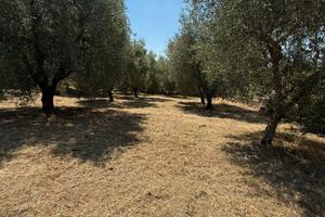 Terreno agricolo di 1200 mq con casetta