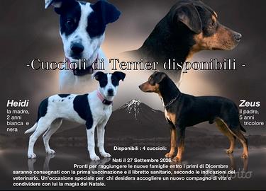 Animali