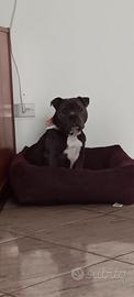 American bully