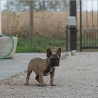 Cuccioli Bulldog Francese
