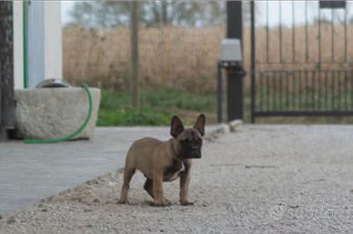 Cuccioli Bulldog Francese