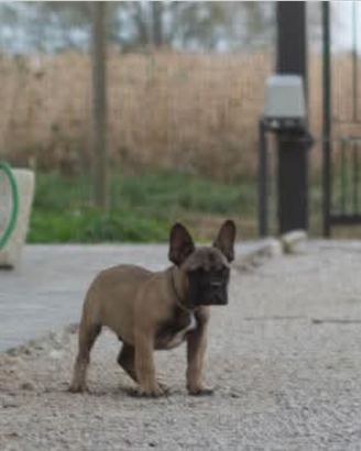 Cuccioli Bulldog Francese