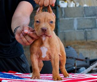 Pitbull UKC M red nose